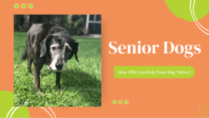 Senior Dogs